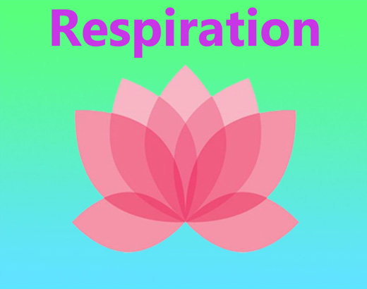 respiration